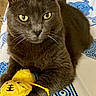 animal, blanket, cat, ears, feline, front_view, fur, gray_cat, green_eyes, home, indoors, patterned_blanket, pet, portrait, sitting, tail, toy, whiskers, yellow_eyes, yellow_toy