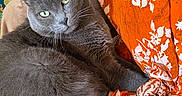 Jo a rejoint le concours — aidez-le/la à gagner de superbes lots ! cat, gray_cat, feline, pet, indoor, couch, fabric, orange, white, floral_pattern, green_eyes, fur, whiskers, relaxed, cozy, home_interior, textiles, mirror, curious, animal