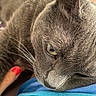 animal, blue_shirt, cat, close_up, couch, eye, feline, fur, golden_eye, gray_cat, human_hand, indoor, lounging, pet, portrait, red_nail_polish, relaxed, short_hair, sleepy, whiskers