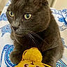 animal, bed, blanket, cat, close_up, cute, ears, feline, fur, gray_cat, green_eyes, indoor, pet, playful, plush_toy, portrait, sitting, tiger_toy, whiskers, yellow_toy