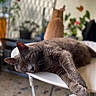 cat, gray_cat, orange_cat, table, relaxing, indoor, pet, animal, feline, home, blurred_background, plants, lazy, fur, whiskers, resting, cozy, domestic, two_cats, soft_light