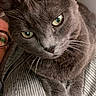 animal, cat, close_up, face, feline, fur, glasses, gray_cat, green_eyes, home, human, indoor, lying_down, pet, photography, portrait, serious_expression, sitting, striped_cushion, whiskers