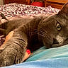Jo participe au concours pour gagner de l'argent avec cette photo : cat, gray_cat, pet, animal, bed, bedroom, lounging, sleeping, relaxed, whiskers, green_eyes, fur, paw, human_hand, person, blanket, bedspread, indoor, portrait, cozy
