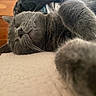 cat, sleeping, gray_cat, close_up, paw, fur, indoor, resting, cozy, cute, pet, animal, whiskers, face, feline, bedroom, furniture, napping, relaxed, soft