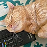 Léo a rejoint le concours — aidez-le/la à gagner de superbes lots ! cat, ginger_cat, sleeping, sleepy, pet, feline, fur, orange_fur, whiskers, closed_eyes, pink_nose, curled_up, relaxed, remote_control, electronics, sony, bedspread, textile, indoor, close_up