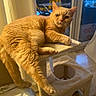 Léo a rejoint le concours — aidez-le/la à gagner de superbes lots ! cat, orange_cat, feline, pet, animal, fur, ginger, tabby, whiskers, ears, eyes, paws, tail, lounging, sitting, cat_tree, indoors, window, home, portrait