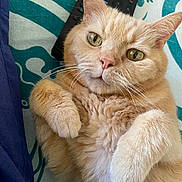 Léo participe au concours pour gagner de l'argent avec cette photo : cat, orange_cat, ginger_cat, feline, pet, animal, portrait, close_up, face, eyes, whiskers, ears, paws, fluffy, fur, belly_up, relaxed, indoor, blanket, remote_control