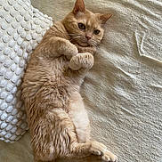 Léo participe au concours pour gagner de l'argent avec cette photo : cat, ginger_cat, pet, feline, animal, lying_down, pillow, blanket, indoor, cozy, cute, fur, whiskers, relaxed, resting, bed, nap, soft_texture, domestic_animal, curious