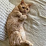 cat, ginger_cat, pet, feline, animal, lying_down, pillow, blanket, indoor, cozy, cute, fur, whiskers, relaxed, resting, bed, nap, soft_texture, domestic_animal, curious