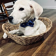 J J is registered to the contest to win money with this photo: puppy, dog, basket, bow_tie, indoor, wooden_floor, white_fur, pet, animal, cute, young_dog, collar, woven_basket, flooring, furniture, chair, domestic, calm, curious, closeup