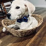 puppy, dog, basket, bow_tie, indoor, wooden_floor, white_fur, pet, animal, cute, young_dog, collar, woven_basket, flooring, furniture, chair, domestic, calm, curious, closeup