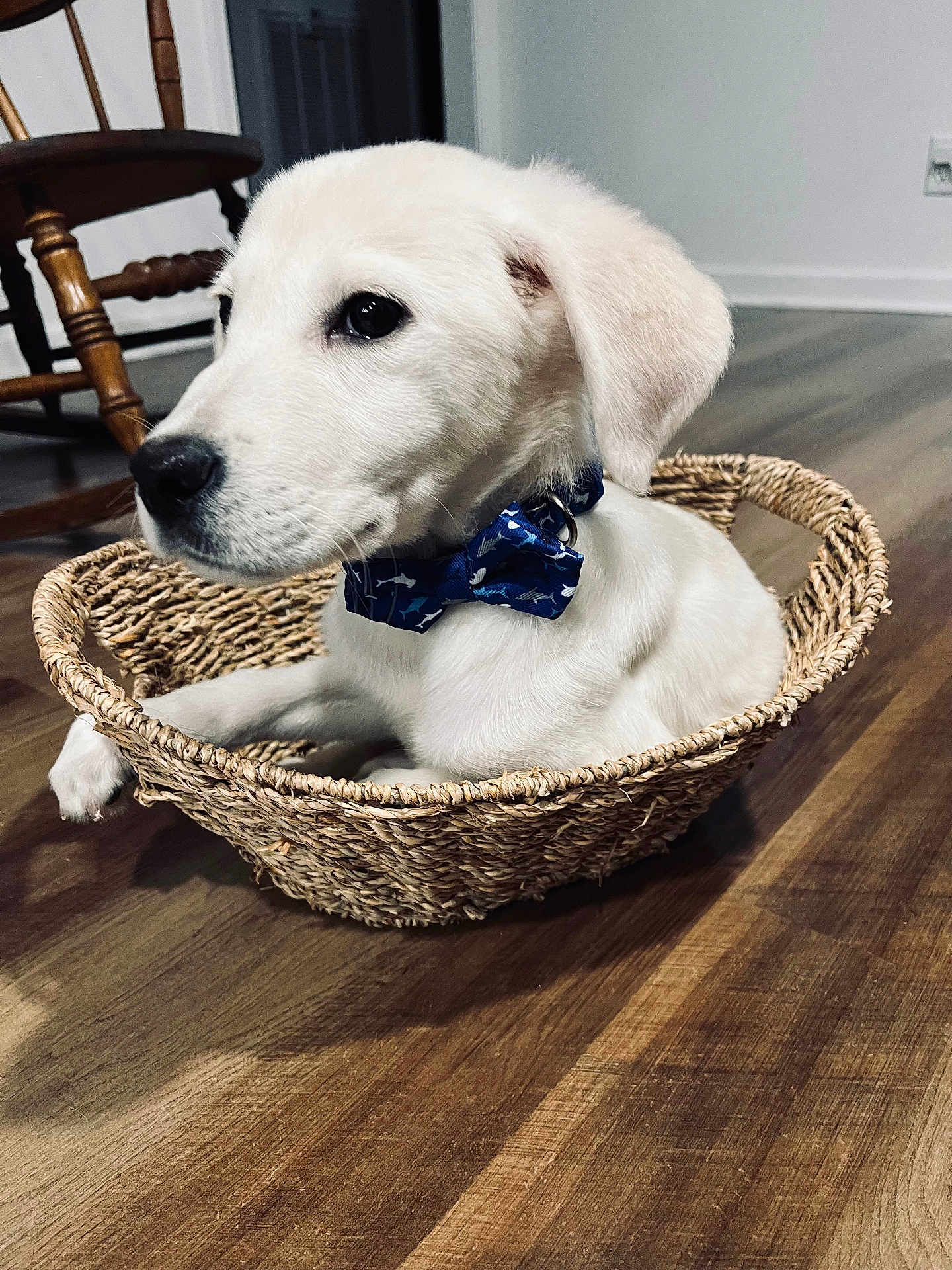 J J is registered to the contest to win money with this photo: puppy, dog, basket, bow_tie, indoor, wooden_floor, white_fur, pet, animal, cute, young_dog, collar, woven_basket, flooring, furniture, chair, domestic, calm, curious, closeup