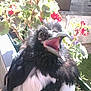 Pepito participe au concours pour gagner de l'argent avec cette photo :