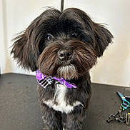 Blade is registered to the contest to win money with this photo: adorable, animal, black_fur, bow_tie, close_up, curly_fur, cute, dog, fur_trimmed, grooming, indoor, looking, pet, portrait, purple, scissors, small_dog, table, well_groomed, white_fur