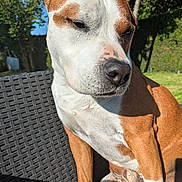 Oxmo participe au concours pour gagner de l'argent avec cette photo : animal, brown, canine, chair, closeup, daylight, dog, domestic_animal, garden, greenery, nature, outdoor, pet, portrait, relaxed, sitting, sunlight, trees, white, woven_chair