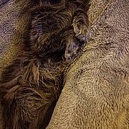 Naya participe au concours pour gagner de l'argent avec cette photo : cat, sleeping, fluffy, gray_cat, cozy, blanket, indoor, resting, feline, pet, fur, relaxed, cute, comfort, animal, soft, home, lying_down, peaceful, mammal