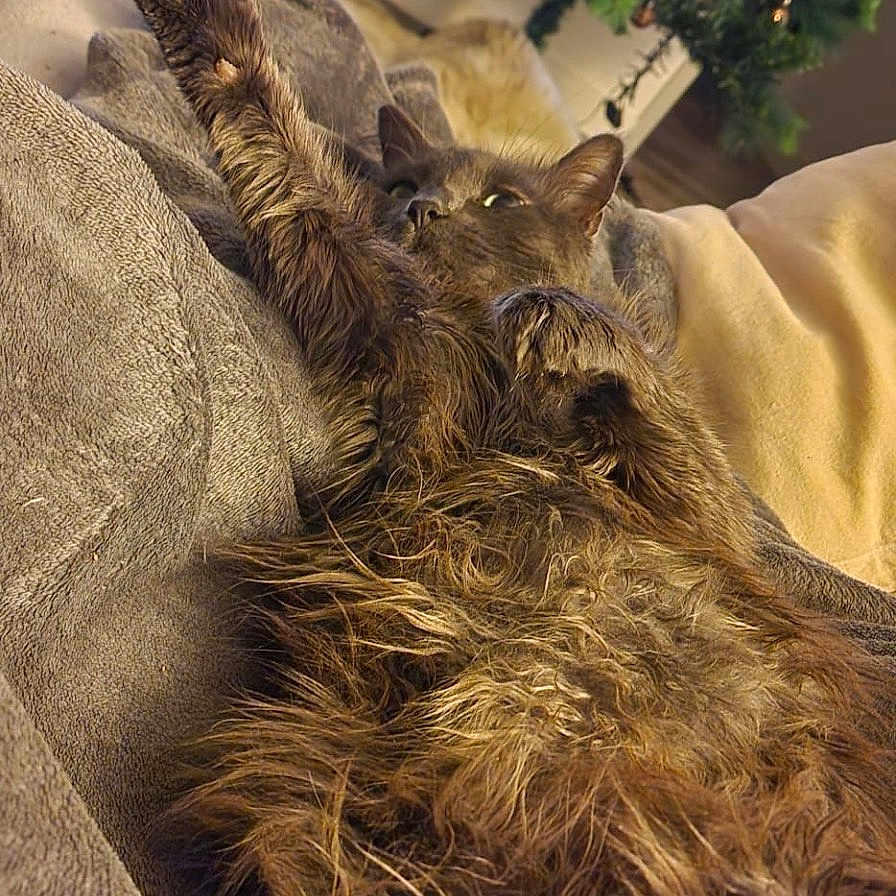 Naya participe au concours pour gagner de l'argent avec cette photo : cat, fluffy, stretching, couch, blanket, cozy, indoor, christmas_tree, holiday, decorations, living_room, fur, relaxed, pet, feline, home, comfort, paw, warm, festive
