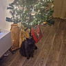 Naya participe au concours pour gagner de l'argent avec cette photo : cat, christmas_tree, ornaments, lights, wooden_floor, decor, vase, holiday, indoor, black_cat, furniture, flooring, curtain, cozy, festive, pets, animal, tree_lights, christmas, home