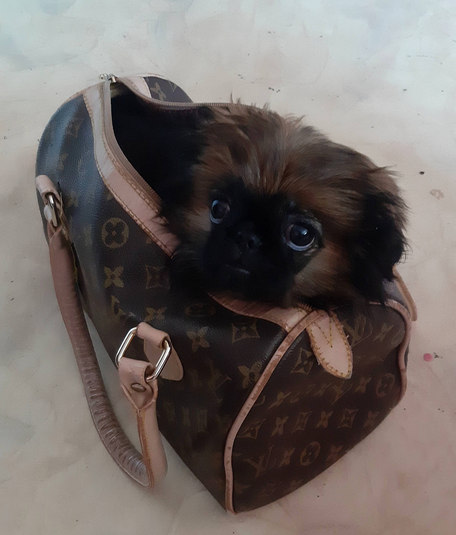 Flopy a rejoint le concours — aidez-le/la à gagner de superbes lots ! bag, button, carnivore, collar, companion_dog, dog_breed, eyewear, fashion_accessory, fawn, fur, handbag, liver, luggage_and_bags, pocket, shoulder_bag, sleeve, snout, terrestrial_animal, whiskers, working_animal