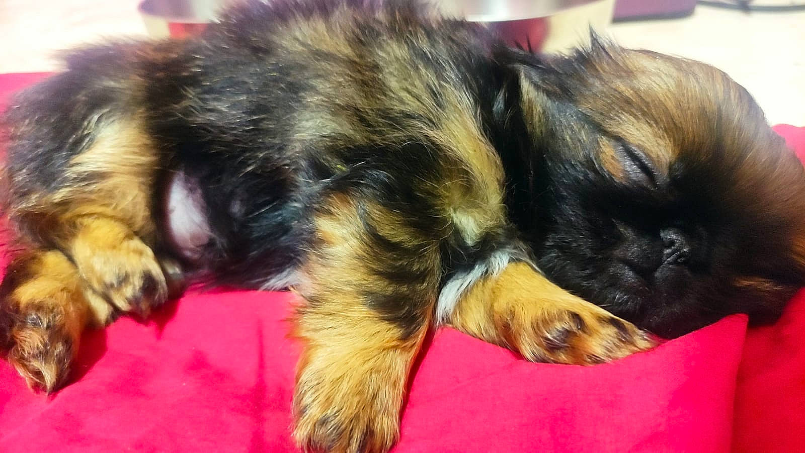 Flopy a rejoint le concours — aidez-le/la à gagner de superbes lots ! canidae, carnivore, claw, comfort, companion_dog, dog, dog_breed, ear, felidae, fur, nap, paw, pekingese, puppy, snout, sporting_group, tail, whiskers