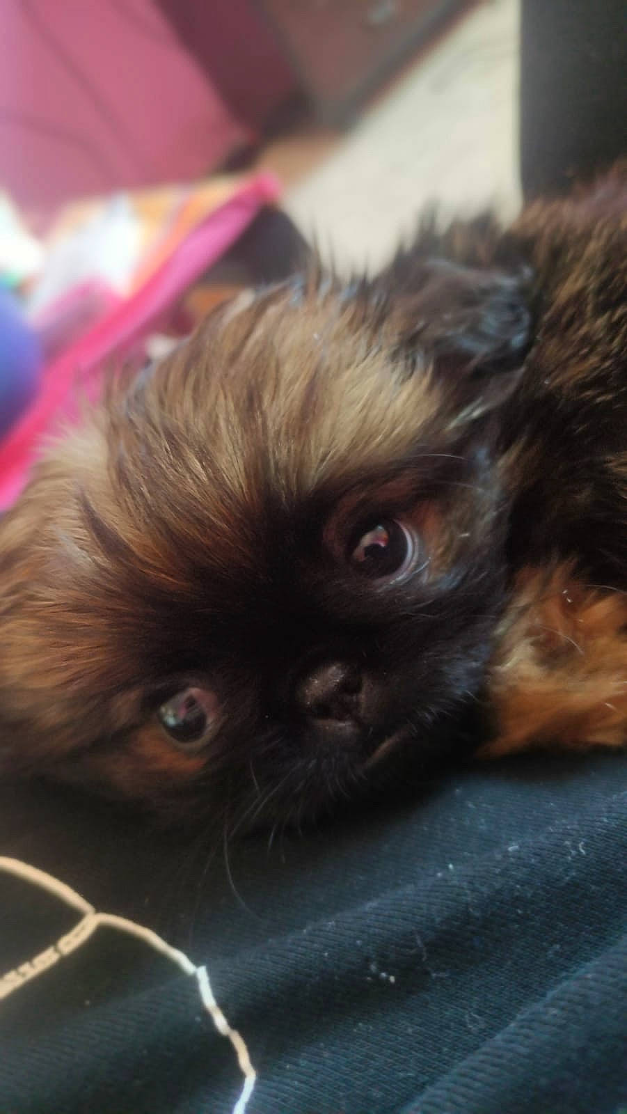 Flopy participe au concours pour gagner de l'argent avec cette photo : canidae, carnivore, cat, claw, close_up, companion_dog, dog_breed, fawn, felidae, fur, hair, iris, liver, primate, small_to_medium_sized_cats, snout, terrestrial_animal, toy_dog, whiskers, wildlife