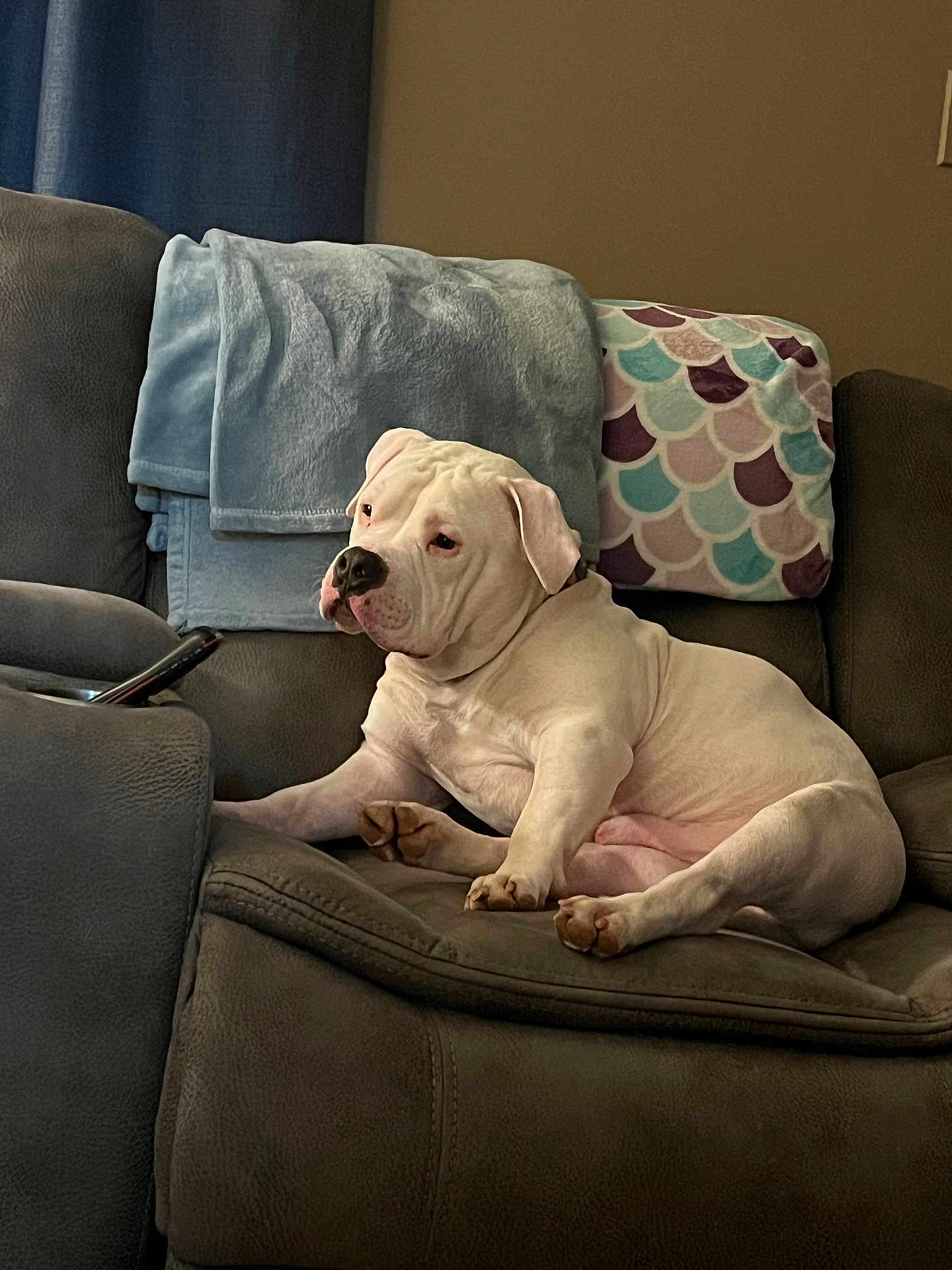 Marshmallow joined the competition — help win amazing prizes! dog, white_dog, couch, blanket, living_room, pet, relaxed, indoor, plush, furniture, comfort, resting, canine, home, cozy, seated, animal, brown_wall, soft_texture, domestic