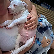 Marshmallow joined the competition — help win amazing prizes! puppy, sleeping, white_dog, person, arms, blanket, dog_pattern, indoor, couch, comfort, nap, close_up, pet, cute, relaxation, hand, skin, cozy, fur, portrait