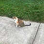 cat, calico_cat, sidewalk, grass, outdoor, animal, pet, feline, curious, sitting, nature, daylight, greenery, fur, whiskers, tail, pavement, street, urban, small_animal