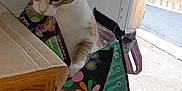 Judy is registered to the contest to win money with this photo: cat, shopping_bag, indoor, door, wooden_fence, curious, pet, animal, container, colorful, window, carpet, table, newspaper, bin, household, feline, looking, domestic, daylight