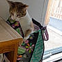 cat, shopping_bag, indoor, door, wooden_fence, curious, pet, animal, container, colorful, window, carpet, table, newspaper, bin, household, feline, looking, domestic, daylight