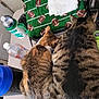 cat, two_cats, tabby_cat, striped_fur, indoor, table, water_bottle, plastic_bottle, towel, football_pattern, green_towel, brown_tabby, calico_cat, animal, pets, feline, close_up, domestic_cat, fur_pattern, resting