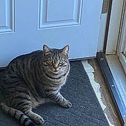 Oliver joined the competition — help win amazing prizes! alert, animal, cat, closeup, curious, domestic, door, ears, feline, floor, guarding, home, indoor, mat, pet, sitting, striped, tabby, tail, whiskers