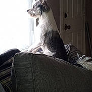 Snoopy joined the competition — help win amazing prizes! dog, couch, window, indoor, pet, curious, white, black, gray, furniture, door, light, looking, side_view, canine, domestic_animal, tail, ears, snout, animal