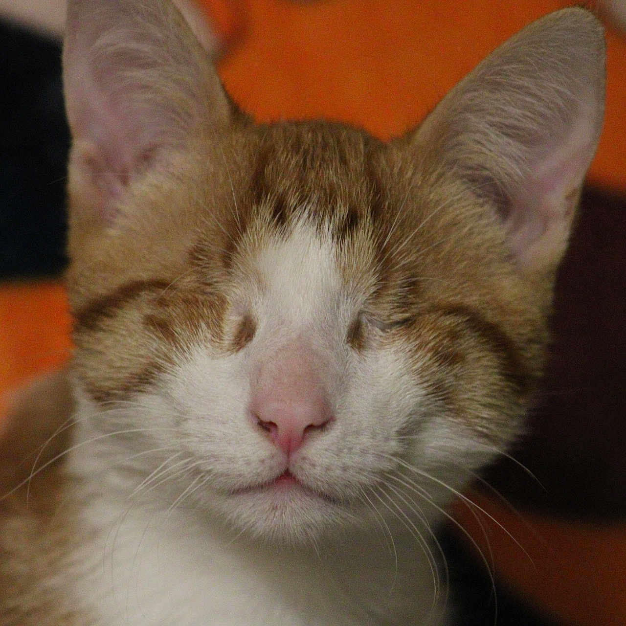 Chuckie is registered to the contest to win money with this photo: animal, brown, cat, close_up, cute, domestic_animal, ears, face, feline, fur, indoor, mammal, nose, pet, portrait, relaxed, sleeping, tabby, whiskers, white