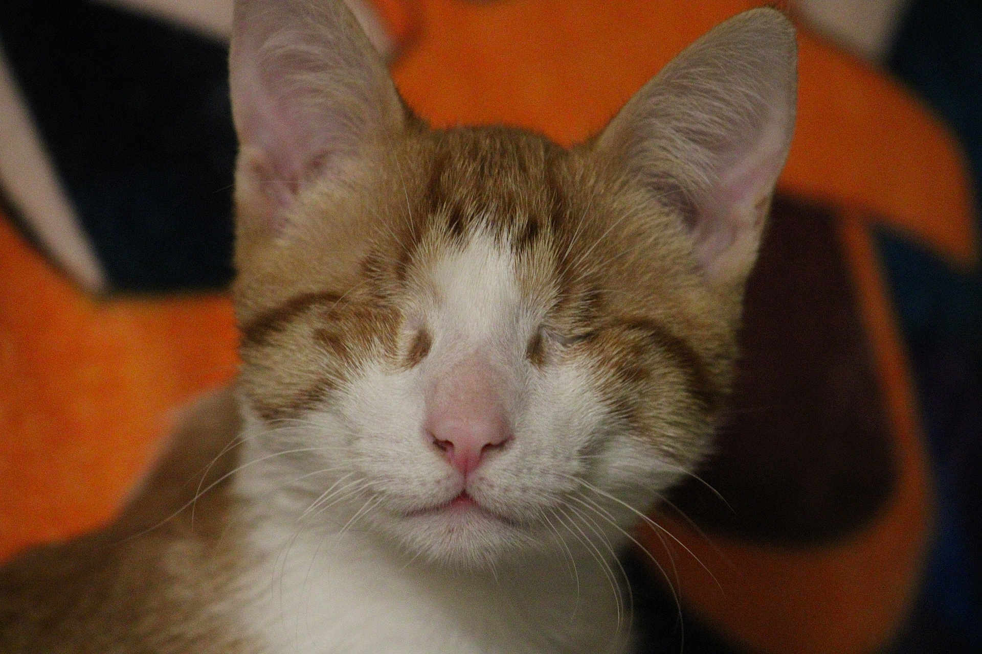 Chuckie is registered to the contest to win money with this photo: cat, close_up, face, pet, feline, whiskers, ears, nose, fur, animal, domestic_animal, portrait, cute, sleeping, relaxed, indoor, mammal, tabby, brown, white