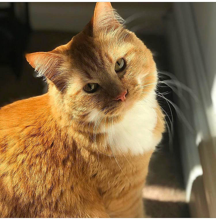 Whiskers joined the competition — help win amazing prizes! amber, beige, brown, carnivore, cat, curtain, fawn, felidae, fur, liver, orange, peach, small_to_medium_sized_cats, snout, terrestrial_animal, vertebrate, whiskers