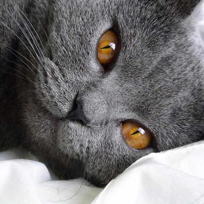 Gribouille a rejoint le concours — aidez-le/la à gagner de superbes lots ! amber_eyes, animal, blanket, cat, close_up, cozy, cute, domestic_cat, feline, fur, gray_cat, indoor, lying_down, mammal, pet, portrait, resting, sleepy, soft, whiskers