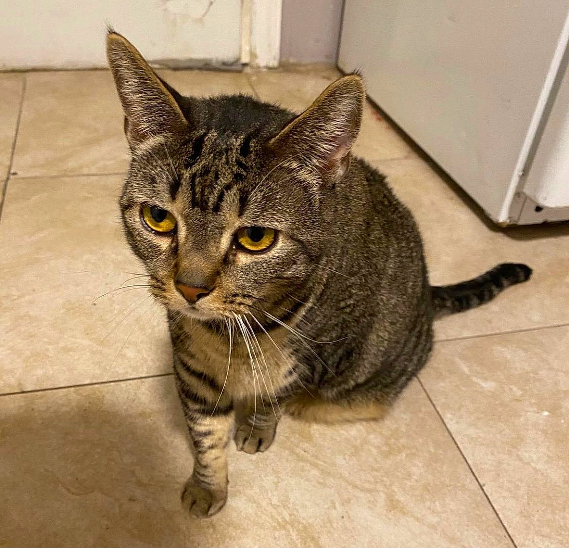 Mary Jane is registered to the contest to win money with this photo: carnivore, cat, claw, domestic_short_haired_cat, felidae, floor, flooring, fur, grey, paw, small_to_medium_sized_cats, tail, terrestrial_animal, tile_flooring, whiskers, window