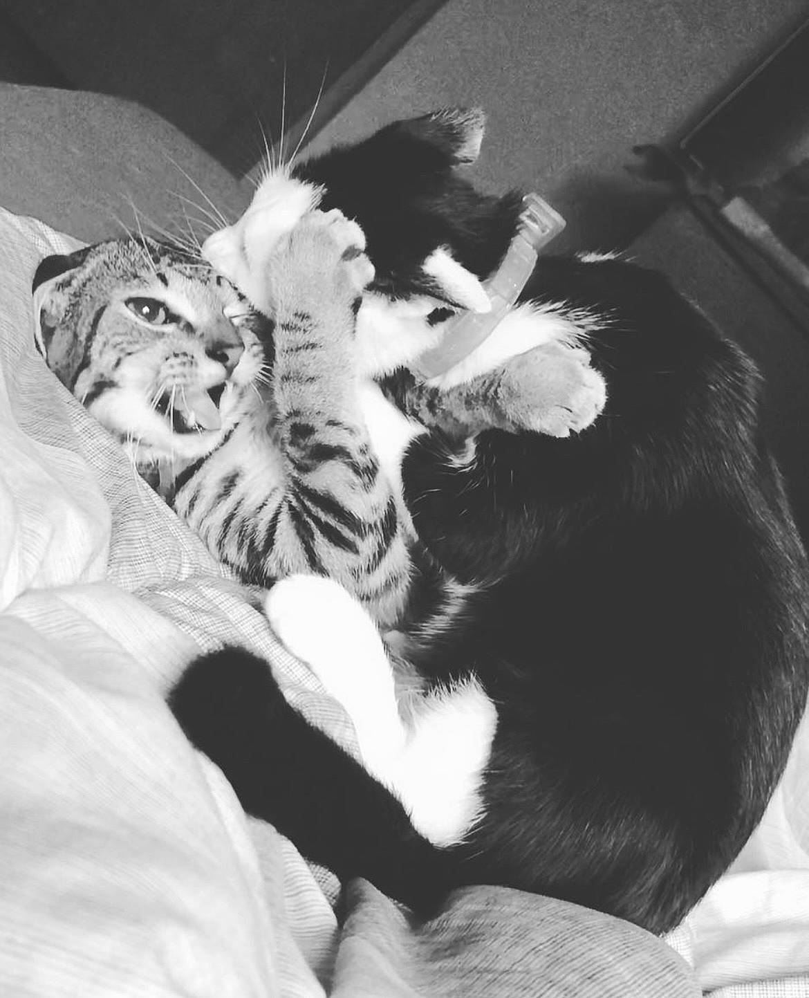Mary Jane joined the competition — help win amazing prizes! bed, black_and_white, carnivore, cat, comfort, feather, felidae, fur, gesture, happy, head, mammal, monochrome, monochrome_photography, paw, small_to_medium_sized_cats, style, tail, whiskers, wing
