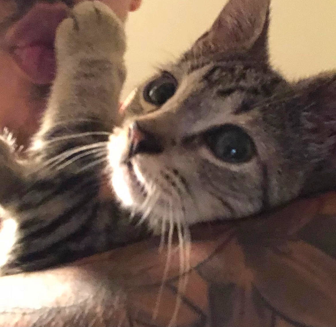 Mary Jane joined the competition — help win amazing prizes! carnivore, cat, claw, comfort, domestic_short_haired_cat, ear, felidae, fur, gesture, paw, photo_caption, small_to_medium_sized_cats, snout, whiskers