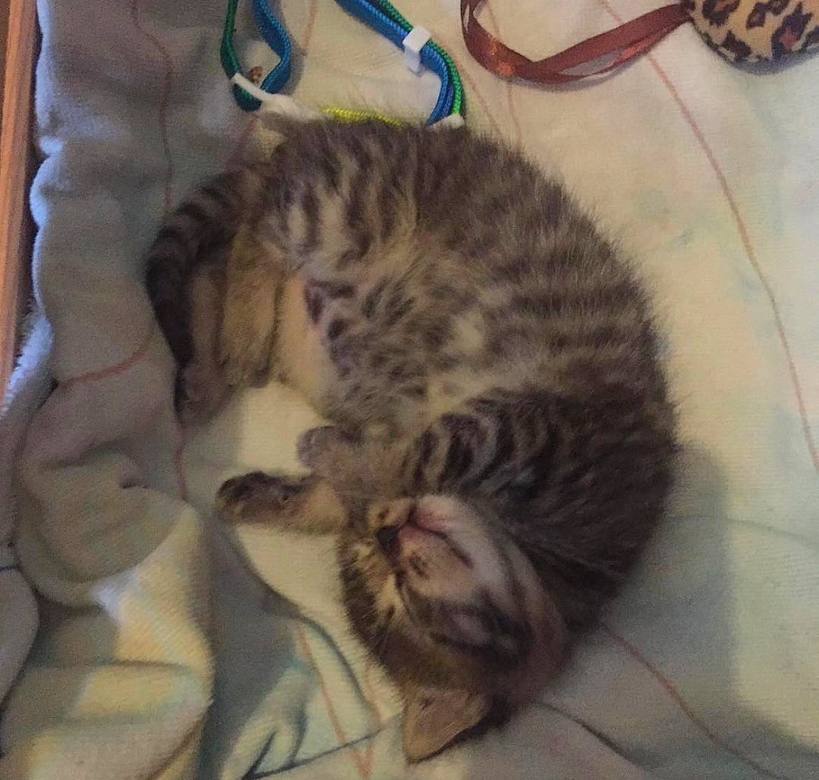 Mary Jane joined the competition — help win amazing prizes! bag, carnivore, cat, cat_bed, claw, comfort, domestic_short_haired_cat, eye, felidae, flooring, fur, nap, paw, sleep, small_to_medium_sized_cats, snout, tail, terrestrial_animal, whiskers