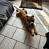 Roy a rejoint le concours — aidez-le/la à gagner de superbes lots ! animal, boxer, brown_fur, dog, dog_bed, floor, floppy_ears, home, indoor, lying_down, paws, pet, portrait, room, shadow, short_coat, sunlight, tail, tile, white_markings