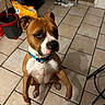 Roy a rejoint le concours — aidez-le/la à gagner de superbes lots ! animal, blue_collar, boxer, brown_and_white, dog, funny_expression, head_tilt, household, indoors, kitchen, mop_bucket, pet, photography, portrait, radiator, shoes, shopping_bag, short_hair, sitting, tile_floor