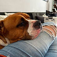 Roy a rejoint le concours — aidez-le/la à gagner de superbes lots ! brown_dog, close_up, couch, dog, home_interior, human_lap, indoors, jeans, living_room, orange_blanket, pet, portrait, relaxed, resting, ripped_jeans, short_fur, sleepy, snout, white_markings, wrinkled_face