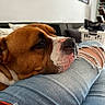 dog, brown_dog, white_markings, close_up, portrait, pet, indoors, living_room, couch, jeans, ripped_jeans, human_lap, resting, relaxed, sleepy, wrinkled_face, short_fur, snout, orange_blanket, home_interior