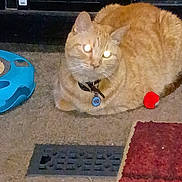 Fysh The Cats is registered to the contest to win money with this photo: animal, carpet, cat, closeup, collar, domestic, feline, floor, furniture, glowing_eyes, household, indoor, orange_tabby, pet, red_pom_pom, resting, rug, tag, toy, vent