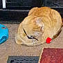 blue_toy, carpet, cat, closeup, collar, cozy, curled_up, domestic_animal, feline, floor, furniture, home, indoor, orange_tabby, pet, quiet, red_pom_pom, red_rug, resting, vent