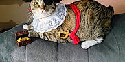 Cricket The Cat joined the competition — help win amazing prizes! animal, cat, costume, couch, decor, eye_patch, feline, gray_couch, indoor, jewels, lace_collar, pet, pirate_costume, pirate_hat, posing, red_sash, relaxed, tabby_cat, toy_sword, treasure_chest