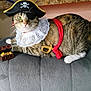 animal, cat, costume, couch, decor, eye_patch, feline, gray_couch, indoor, jewels, lace_collar, pet, pirate_costume, pirate_hat, posing, red_sash, relaxed, tabby_cat, toy_sword, treasure_chest