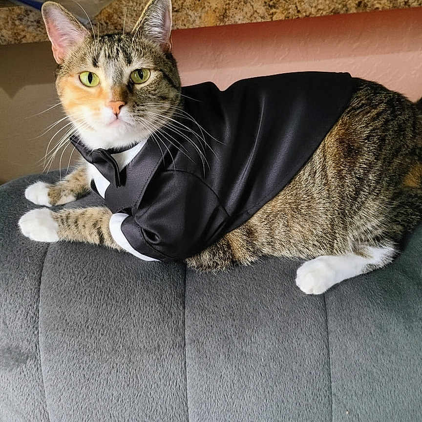 Cricket The Cat joined the competition — help win amazing prizes! animal, cat, clothing, couch, cute, domestic_animal, feline, fur, gray_couch, green_eyes, indoor, looking_at_camera, mammal, pet, portrait, resting, sitting, tabby_cat, tuxedo, whiskers
